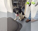 Small Pointer Mix