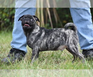 Pug Puppy for sale in PALM COAST, FL, USA