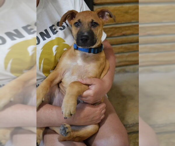 Medium Photo #4 Mutt Puppy For Sale in Germanton, TN, USA