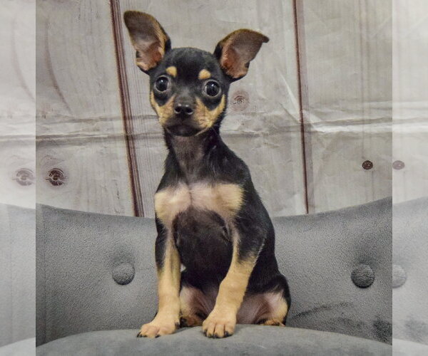 Medium Photo #2 Chihuahua Puppy For Sale in Huntley, IL, USA