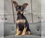 Small #1 Chihuahua