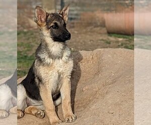 German Shepherd Dog Puppy for Sale in jasper, Arkansas USA