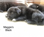 Small Photo #6 Border Collie-Golden Retriever Mix Puppy For Sale in OVERLAND PARK, KS, USA
