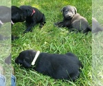 Small #2 Labrador Retriever