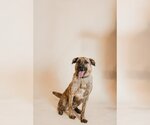 Small #2 American Pit Bull Terrier-German Shepherd Dog Mix