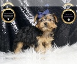 Small #6 Yorkshire Terrier