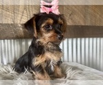 Small #5 Yorkshire Terrier