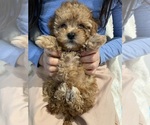 Small Photo #14 Poodle (Toy)-ShihPoo Mix Puppy For Sale in FARMINGTON, MI, USA