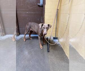 Doberman Pinscher Dogs for adoption in Stockton, CA, USA
