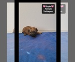 Skyler - Female Yorkipoo Puppy for Sale - Photo #3