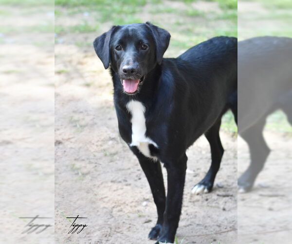 Medium Photo #4 Mutt Puppy For Sale in The Woodlands, TX, USA