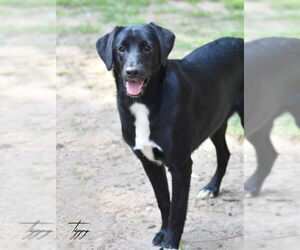 Tippy - Female Mutt Dog for Adoption - Photo #4