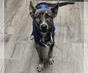 Mutt Dogs for adoption in Lakewood, CO, USA