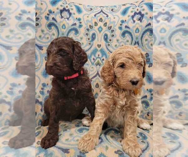 Medium Photo #2 Goldendoodle Puppy For Sale in WASHINGTON, DC, USA
