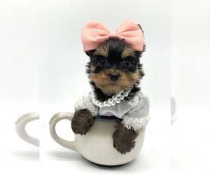 Yorkshire Terrier Puppy for sale in CORAL SPRINGS, FL, USA