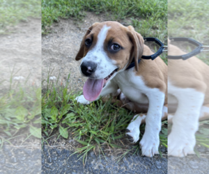 SAVANNAH'S LITTER: KALEKI - Female Labbe Dog for Adoption - Photo #5