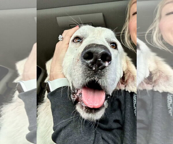 Medium Photo #2 Great Pyrenees Puppy For Sale in Bend, OR, USA