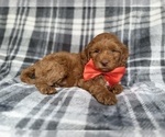 Small #3 Cockapoo (Miniature)