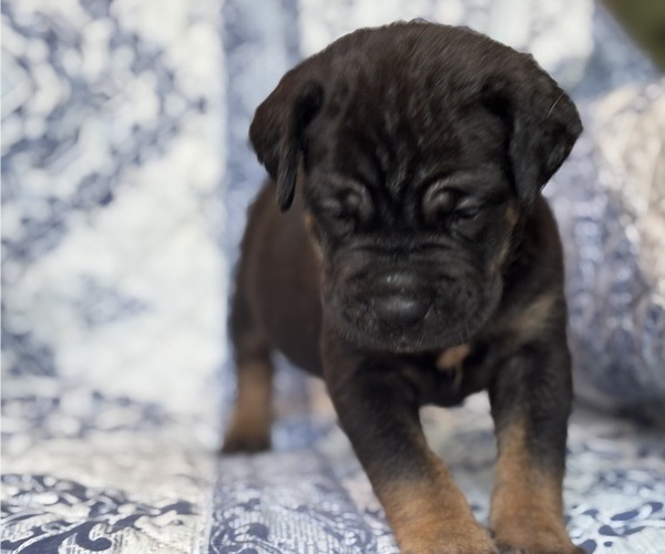Medium Photo #3 Cane Corso Puppy For Sale in NEWTON, NJ, USA