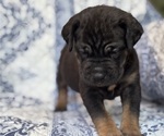 Small #2 Cane Corso