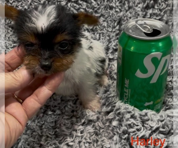 Medium Photo #6 Biewer Terrier Puppy For Sale in AZLE, TX, USA