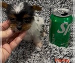 Small #5 Biewer Terrier