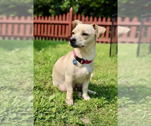 Medium Photo #6 Dachshund-Unknown Mix Puppy For Sale in Plymouth, MN, USA