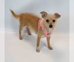 Small #4 Chihuahua Mix