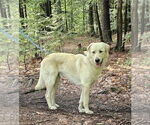 Small #1 Great Pyrenees