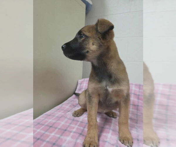 Medium Photo #1 Mutt Puppy For Sale in Imlay City, MI, USA