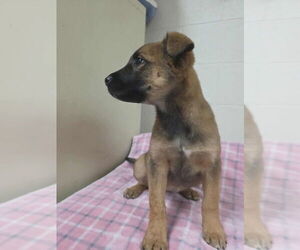 Mutt Dogs for adoption in Imlay City, MI, USA