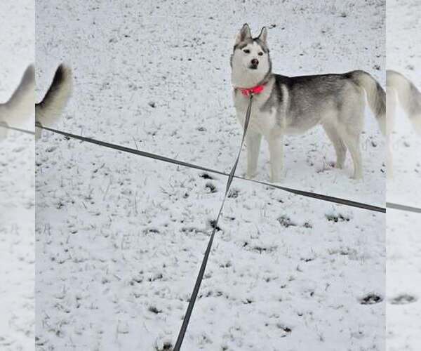 Medium Photo #11 Siberian Husky Puppy For Sale in KING GEORGE, VA, USA