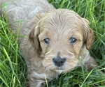 Puppy Ahsoka Goldendoodle (Miniature)