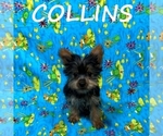 Image preview for Ad Listing. Nickname: Collins