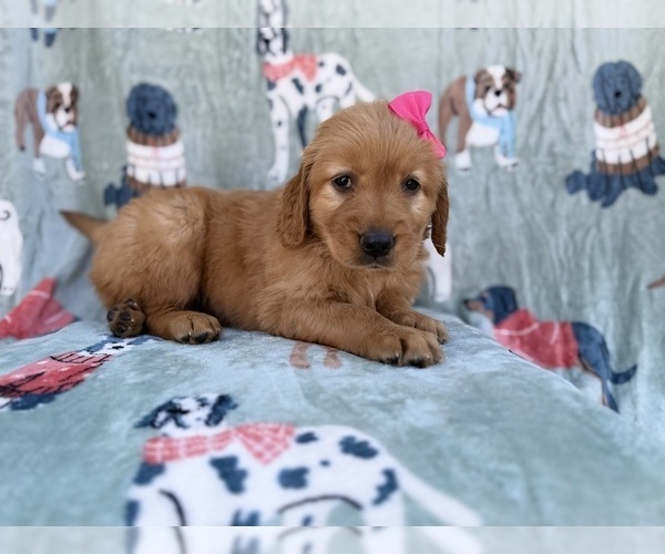 Medium Photo #8 Golden Retriever Puppy For Sale in LAKELAND, FL, USA