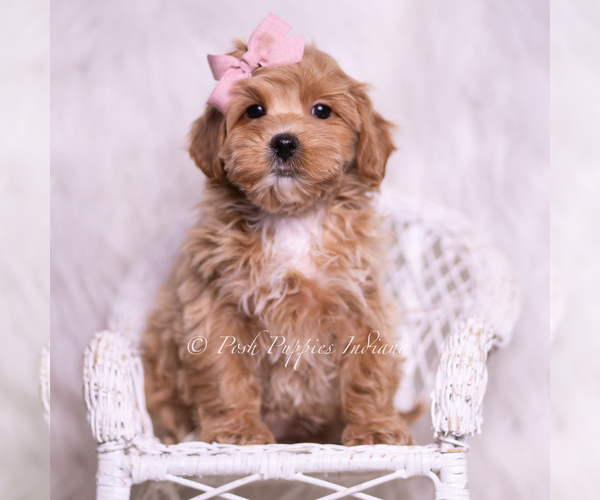 Medium Photo #53 Maltipoo (Toy) Puppy For Sale in WARSAW, IN, USA