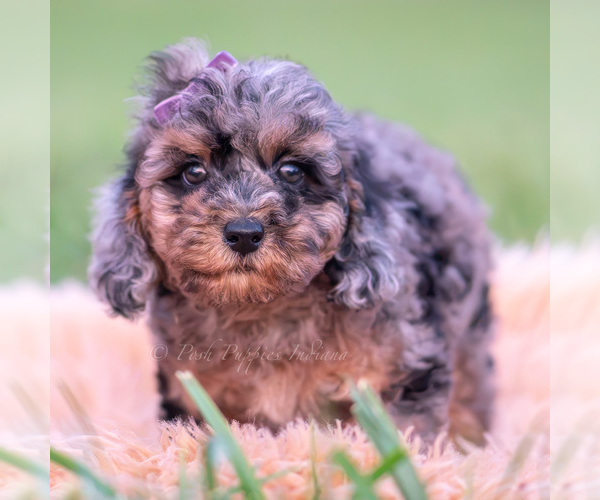 Medium Photo #27 Poodle (Toy) Puppy For Sale in WARSAW, IN, USA