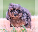 Puppy Jellybean AKC Poodle (Toy)