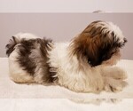 Small Photo #4 Shih Tzu Puppy For Sale in BEVIS, OH, USA