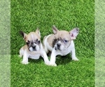 Small Photo #5 French Bulldog Puppy For Sale in PACIFIC PALISADES, CA, USA