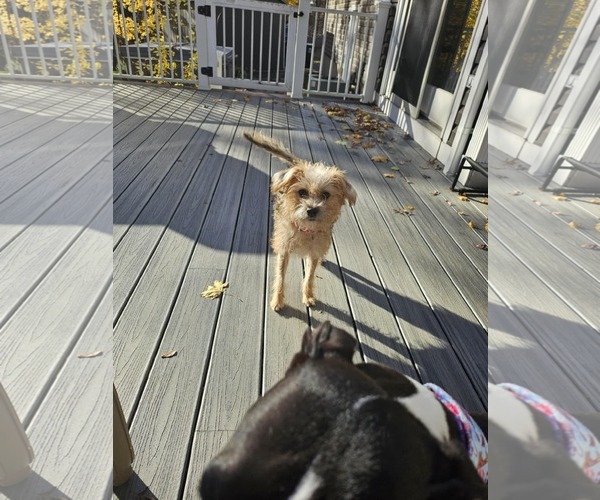 Medium Photo #7 Mutt Puppy For Sale in Catasauqua, PA, USA