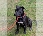 Small #14 Labrador Retriever Mix