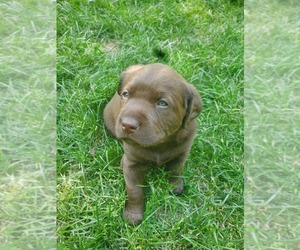 Chesador Puppy for Sale in CHAMPLIN, Minnesota USA