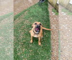 Small #11 Mutt