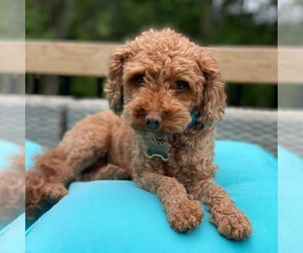 Medium Photo #1 Cavapoo (Miniature) Puppy For Sale in MILLERSTOWN, PA, USA