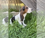 Small Photo #1 Basset Hound Puppy For Sale in SQUAW VALLEY, CA, USA