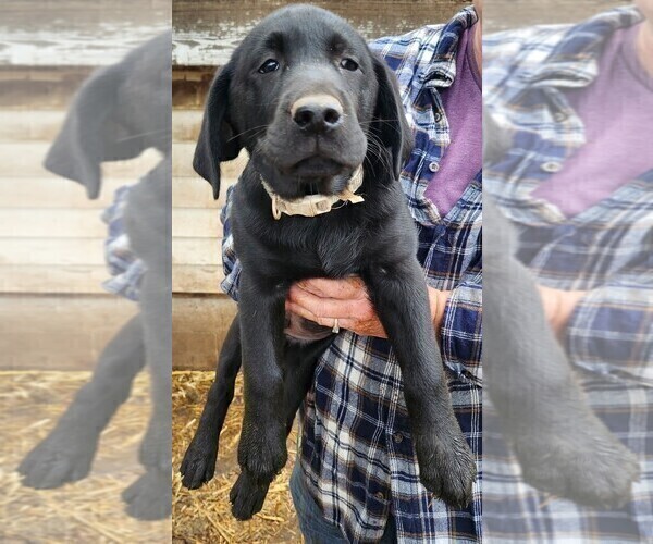 Medium Photo #1 Labrador Retriever Puppy For Sale in IONE, CA, USA