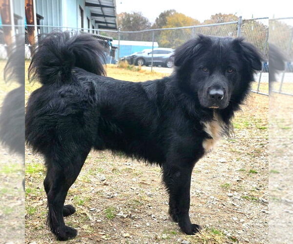 Medium Photo #2 Chow Chow-Retriever  Mix Puppy For Sale in Anniston, AL, USA