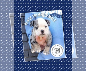 Olde English Bulldogge Puppy for sale in GAINESVILLE, GA, USA