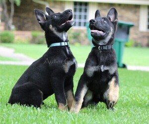 German Shepherd Dog Puppy for sale in GREENVILLE, TX, USA